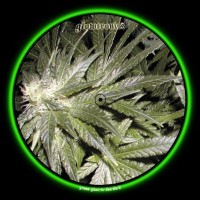 GLOWTRONICS DENON 3700 SLIPMATS DANKTRONICS deslizador profesional cd pioneer denon GLOWTRONICS DENON 3700 SLIPMATS DANKTRONICS deslizador profesional cd pioneer denon