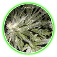 GLOWTRONICS DENON CD SLIPMATS DANKTRONICS deslizador profesional cd pioneer denon GLOWTRONICS DENON CD SLIPMATS DANKTRONICS deslizador profesional cd pioneer denon